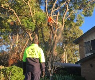 tree-services-img