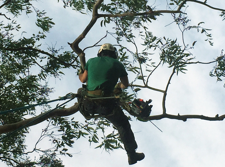 Tree Pruning Western Sydney | T.Mackney & Sons Tree Services, Toongabbie,  Seven Hills, Girraween NSW